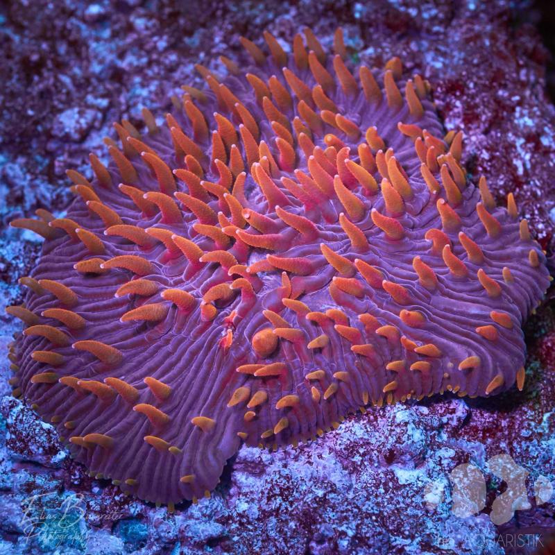 Fungia Red Devil